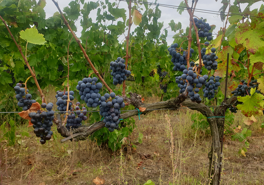 10 vina od Prokupca koja smo izdvojili za vas